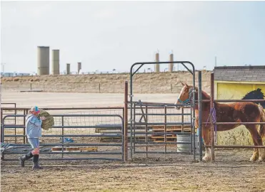  ?? Michael Ciaglo, Special to The Denver Post ?? Stephanie Nilsen walks a bale of hay to one of her Belgian Draft Horses in March in Berthoud. Nilsen lives about 1,000 feet south of an oil and gas well site.