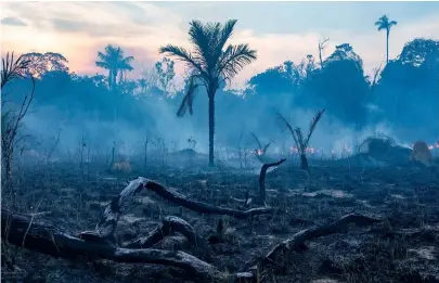  ?? Nyt ?? Un bosque en el Matto Grosso, quemado con el fin de hacer pastizales para el ganado