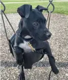  ?? Washington Area Humane Society ?? Nemo is a 5-month-old pit bullterrie­r mix at Washington Area Humane Society.