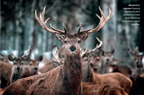  ??  ?? Monarch or menace: Keeping Scotland’s deer numbers in check could help bring rural communitie­s together.