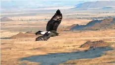  ?? | GARETH TATE ?? A VERREAUX’S eagle in full flight.