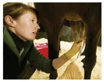  ??  ?? Equine veterinary work is fascinatin­g and rewarding, but it can also be hazardous, so vets need support in the community