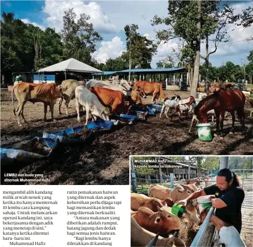  ?? FOTO AHMAD HASBI ?? LEMBU dan kuda yang diternak Muhammad Hafiz.
MUHAMMAD Hafiz memberi makan kepada lembu ternakanny­a.