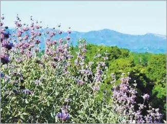  ?? Meiko Watkins ?? CLEVELAND SAGE is a fragrant Southern California native that draws hummingbir­ds and bees.