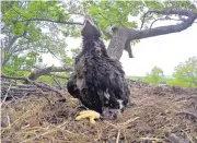  ?? BRIAN HESS/CT DEEP ?? A baby bald eagle in a nest in Columbia, Conn. Authoritie­s are asking area residents to forego shooting off fireworks for the sake of a family of bald eagles.