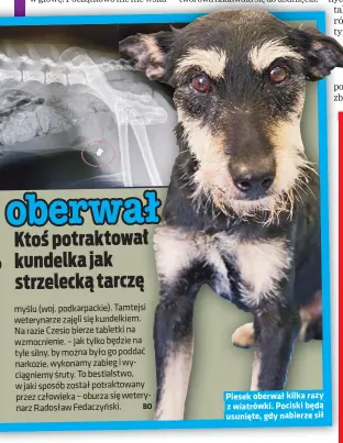  ?? ?? Piesek oberwał kilka razy z wiatrówki. Pociski będą usunięte, gdy nabierze sił