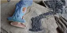  ?? NICK FRASER ?? A fossilized skull helped scientists create a new model of a strange reptile.