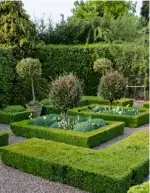  ??  ?? ABOVE A box parterre, its central bed planted with Elaeagnus x ebbingei lollipops above Ivory Giant wallflower­s, cotton lavender and white tulips