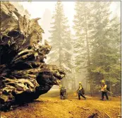  ?? ?? California wildfires may have killed hundreds of giant sequoias as they swept through groves of the majestic monarchs in the Sierra Nevada, an official said Wednesday.