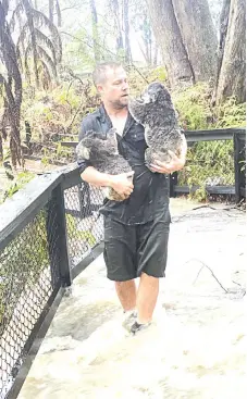  ?? — AFP photo ?? A staff member carrying koalas during a flashflood at the Australian Reptile Park in Somersby, north of Sydney.