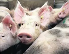  ??  ?? Schweine werden in Deutschlan­d grausam eng zusammenge­pfercht.