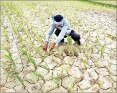  ?? HENG CHIVOAN ?? A farmer tends to his dried up paddy field amid a drought in Kampong Speu province’s Kong Pisei district.