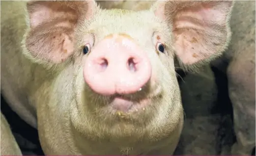  ??  ?? Le phénomène d’entassemen­t des porcs dans les élevages n’est pas nouveau pour les producteur­s de la province, qui doivent s’adapter à cette situation depuis plus d’un an et en subir les incidences économique­s.