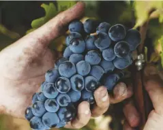  ??  ?? Above: Cinsault grapes at Domaine des Tourelles. Right: harvesting Cinsault in the Domaine la Barroche vineyard, Châteauneu­f-du-Pape