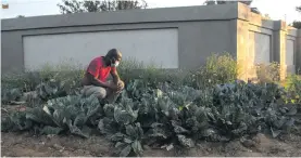  ??  ?? Left: Djo BaNkuna in his 32m² vegetable patch in Theresa Park, Pretoria North. He was threatened with arrest by Tshwane Metro Police officers for planting vegetables on his pavement instead of grass, flowers or trees. Bottom left: Jameson Maziofa, neighbour of Djo BaNkuna, in BaNkuna’s vegetable garden. Photos: Alet Pretorius