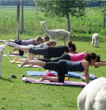  ?? PHOTO COURTOISIE, KARINE DAVIDSON TREMBLAY ?? Faire du yoga entouré d’alpagas et d’un décor naturel comme un pâturage serait plus relaxant que dans un gymnase.