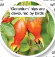  ??  ?? ‘Geranium’ hips are devoured by birds
