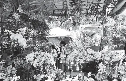  ??  ?? A CUSTOMER checks a stall selling orchids and other types of flowers during the Kadayawan agri-trade fair at the parking area of SM City Davao. BING GONZALES