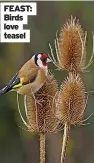  ??  ?? FEAST: Birds love teasel