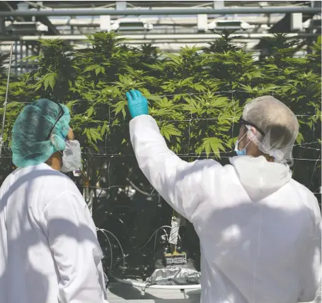  ?? COLE BURSTON/BLOOMBERG FILES ?? The Ontario Securities Commission is investigat­ing whether there is any evidence of fraud, insider trading or misleading disclosure related to Canntrust’s unlicensed growing at its Pelham, Ont., facility, pictured.