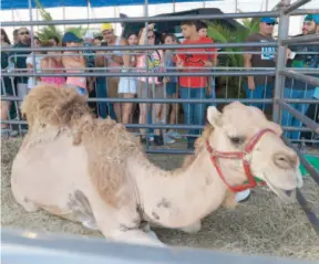  ??  ?? Entre los animales en exhibición se encontraba un dromedario.