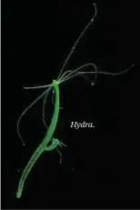  ??  ?? Hydra.