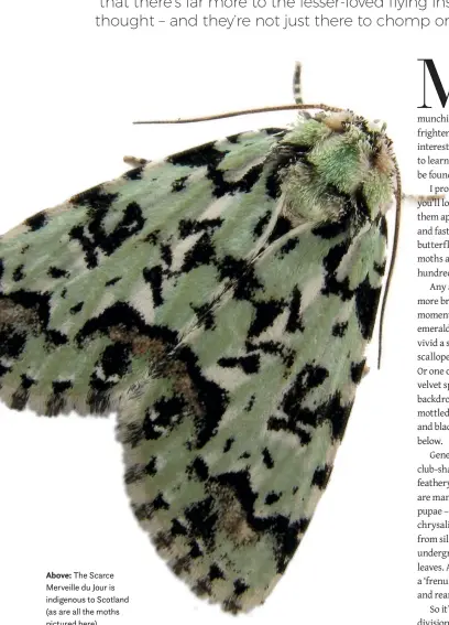  ??  ?? Above: The Scarce Merveille du Jour is indigenous to Scotland (as are all the moths pictured here).