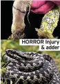  ?? ?? HORROR Injury
& adder