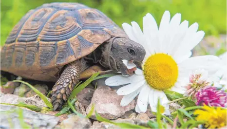  ?? FOTO: DPA ?? Griechisch­e Landschild­kröten sind Kräuterfre­sser. Wenn in ihrem Gehege Wildkräute­r wachsen, können sie sich selbst ernähren.