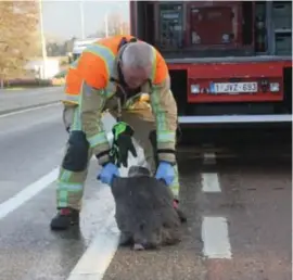  ?? FOTO MMD ?? De bekende ‘bever van de Tivoli’ sneuvelde gisteren in het verkeer.