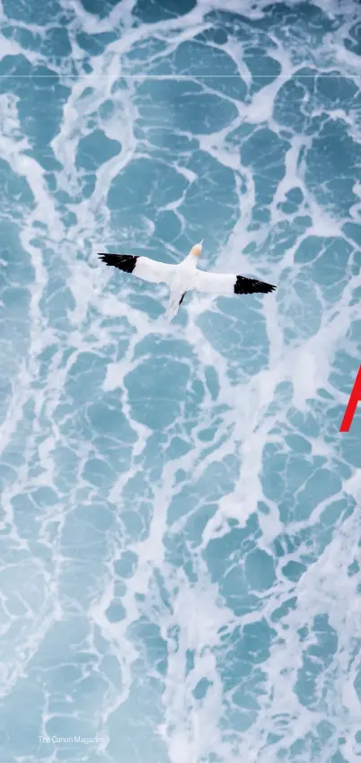  ??  ?? An unusual perspectiv­e of a lone gannet flying over the ocean swell – which also makes a perfect background beneath
Lens Canon EF 400mm f/2.8l IS II USM
Exposure 1/2000 sec, f/4, ISO320 The Canon Magazine