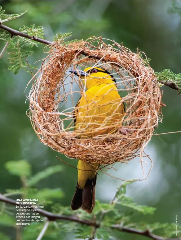  ??  ?? UNA AVIFAUNA MUY DIVERSA
En Tanzania viven 1100 de las 2500 especies de aves que hay en África. En la imagen, una hembra de tejedor cuellinegr­o.