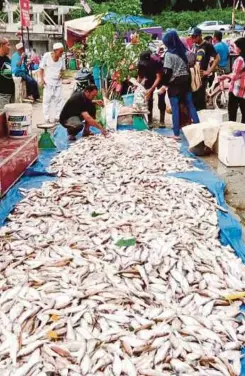  ??  ?? ORANG ramai membeli ikan loma segar yang dijual di Dataran Ikan Loma Sungai Rui, Gerik.