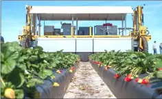  ??  ?? The Berry-4 automated strawberry harvesting robot is surrounded by internatio­nal investors, farmers and agricultur­alists during a demonstrat­ion.