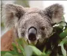  ?? FILE PIC ?? There may be as few as 43,000 koalas left in the wild.