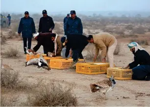  ??  ?? Representa­tives of the IFHC release rescued Asian houbaras into the wild in Pakistan.