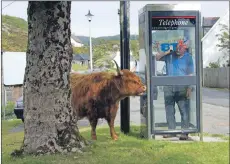  ??  ?? Scenes like this could be common again in Plockton if a ban on cows being free to roam at will is not extended.
