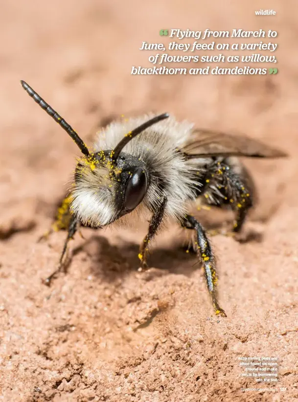  ?? ?? Ashy mining bees are often found on open ground and make nests by burrowing into the soil