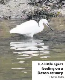  ?? Charlie Elder ?? > A little egret feeding on a Devon estuary