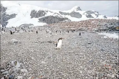  ?? ?? A solitary penguin makes its way into the frame as a group of penguins are pictured in the background. Jim Klinger captured this photo and the photo at the top of the page on his recent trip to Antarctica with his wife Denise.