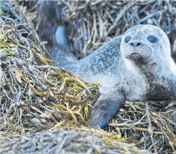  ??  ?? Campaigner­s say the law needs to be tightened to protect seals and the Scottish Seals Forum reinstated with a minister as chair