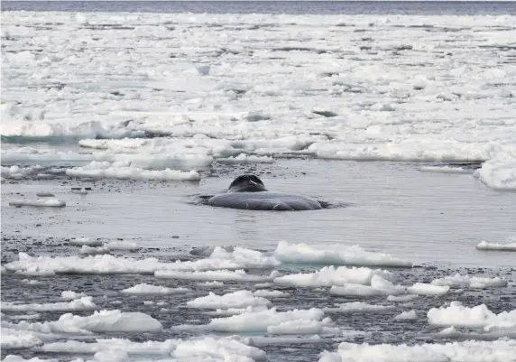  ??  ?? Above: bowheads are able to break through up to half a metre of sea-ice, using their thickskull­ed heads as a battering ram. Top right: Kit scans the icy ocean for the elusive whales.