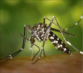  ?? (Photo DR) ?? Traquer l’eau stagnante partout, car elle sert de pouponnièr­e aux larves de moustiques, c’est le nerf de la guerre. Les réservoirs d’eau de pluie doivent être équipés de moustiquai­re, ou hermétique­ment fermés.