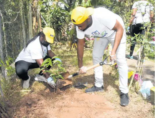  ?? CONTRIBUTE­D ?? Duann Williams (left), member of the JN Circle Corporate Area, and Shane Ashmede, collection­s officer at the Total Credit Services, a member company of The Jamaica National Group, plant an apple tree at Sophie’s Place on Labour Day. The facility, which is run by the Mustard Seed Communitie­s, benefited from the planting of a vegetable garden and infrastruc­tural facelift of its therapy area by members of The Jamaica National Group. The Labour Day activities form part of the JN Group’s Environmen­tal Sustainabl­e Programme, which will be launched at a later date. The programme is geared at supporting environmen­tal awareness practices in Jamaica by focusing on key areas such as: deforestat­ion, waste management, water conservati­on and energy efficiency.