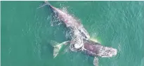  ?? DEPARTMENT OF FISHERIES AND OCEANS/SPECIAL TO THE GUARDIAN ?? Two North Atlantic right whales are seen in the Gulf of St. Lawrence in 2019.