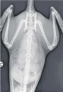  ??  ?? An X-ray shows the pellets in Nox’s body.