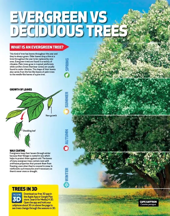 Evergreen Deciduous Trees In 3d Pressreader