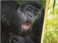  ??  ?? BELOW: The mirror self-recognitio­n test was based on an experiment with chimpanzee­s