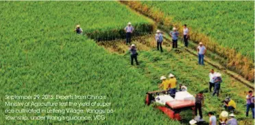  ??  ?? September 29, 2015: Experts from China’s Ministry of Agricultur­e test the yield of super rice cultivated in Leifeng Village, Yanggu’ao Township, under Wang’s guidance. VCG