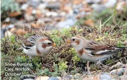  ?? ?? Snow Bunting, Cley, Norfolk, October